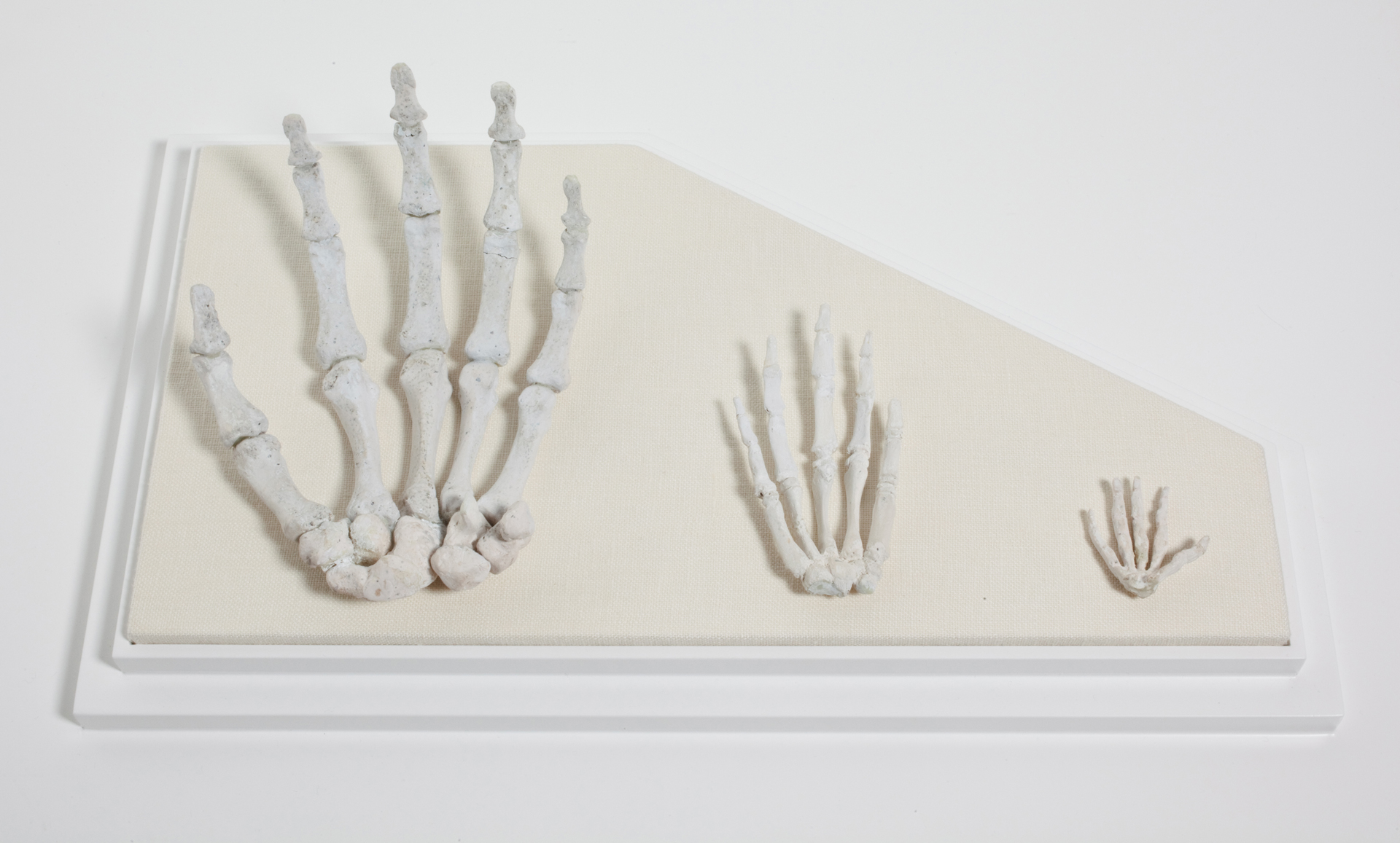 Three white skeletons of hands in decreasing size on a cream trapezoid mount