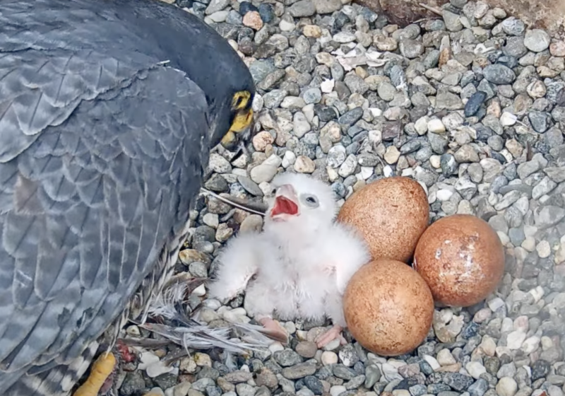 A large adult falcon leans over a fluffy white chick whose beak is open in anticipation of food. Next to the chick are three intact red eggs.