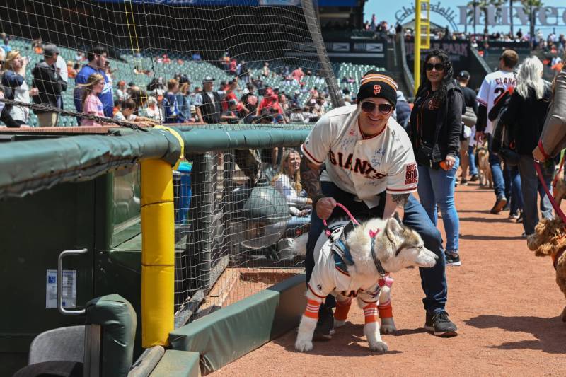A smiling man wearing a San Francisco Giants jersey and hat bends down to pet a husky dog, also wearing a Giants shirt. Crowds of people stand to one side, observing.