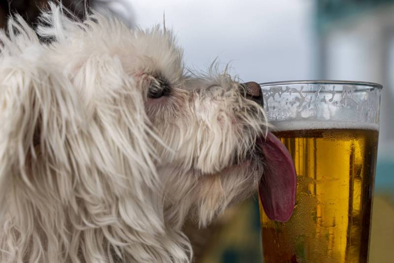 A white dog with scruffy fur licks the side of a beer glass.