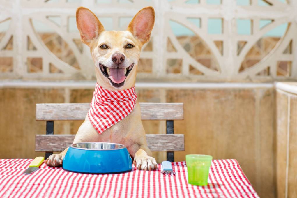 A small dog wearing a bandana around its neck, sitting at a table with a food bowl and cup.