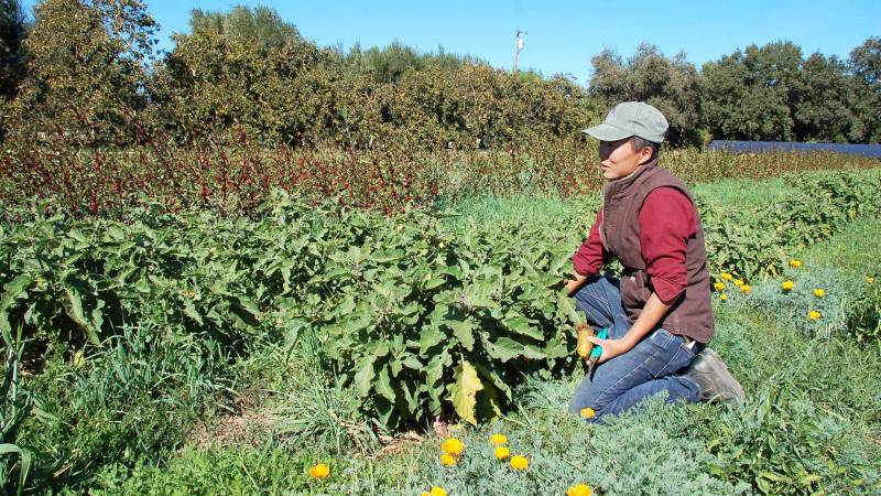 Farmer Kristyn Leach tends to crops in a tenant field in Winters, CA.