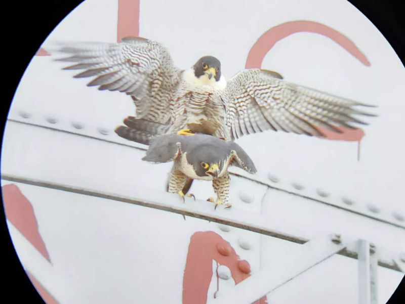 Two peregrine falcons mating on the lip of a white and red water tower.