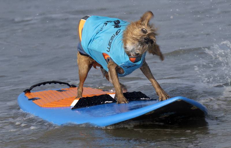 A small scruffy dog wearing a life preserver stands on a surf board in the water.