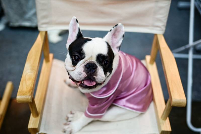 A french bulldog wearing a night-shirt sits on a chair.