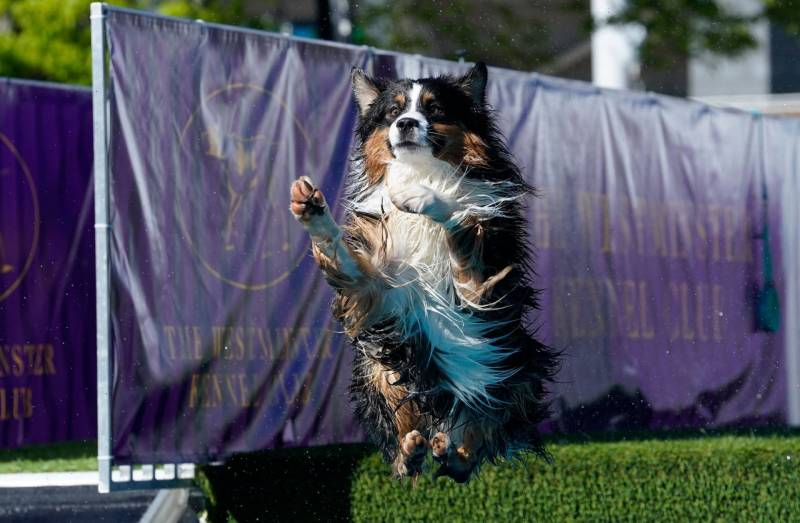 A border collie in midair, front paws outstretched, hind legs tucked underneath.