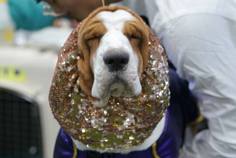 A basset hound stands with its eyes closed, wearing a purple and gold coat and a gold sequined wrap around its ears.