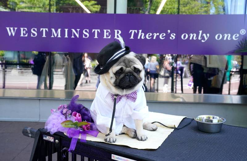 A pug sits on a platform next to a bouquet of purple flowers, wearing a white shirt, lilac bowtie and a black hat with a feather in its band. 