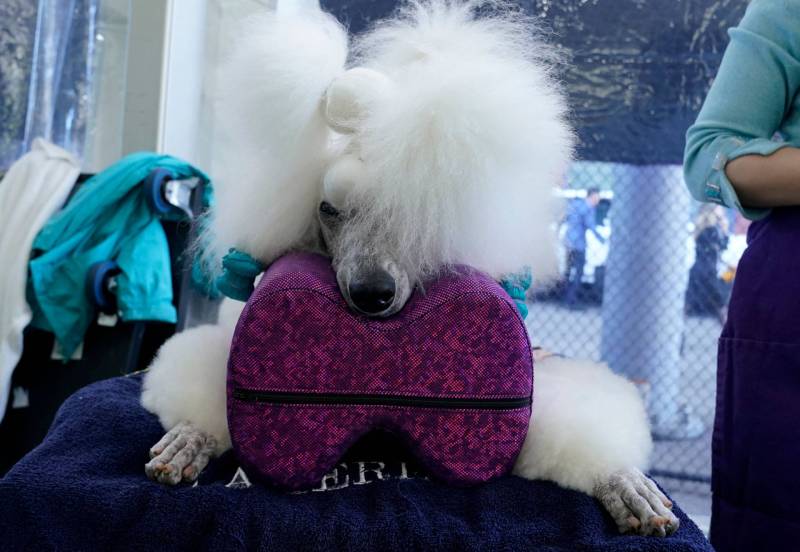 A white poodle with blown out fur lies on a platform, head resting on a large purple cushion.