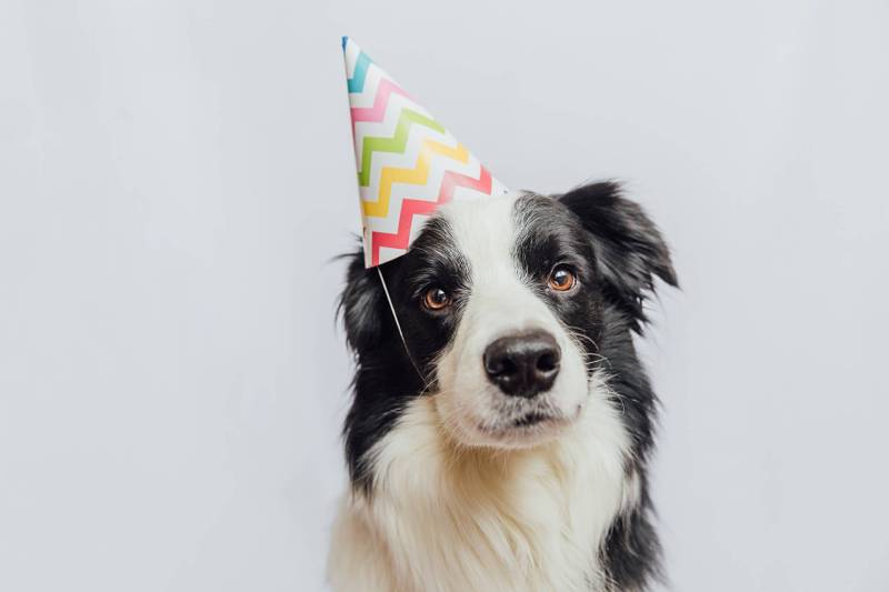 A collie wearing a conical party hat.