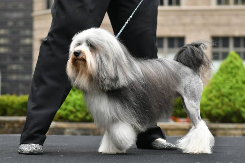 A medium-sized long-haired dog with shaven hind quarters and long white fur from the knee down.