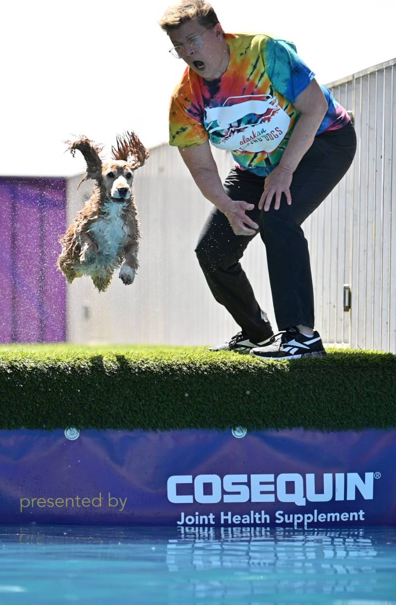 A small spaniel leaps off a platform, its ears flying upwards as it jumps. On the platform is a man wearing a tie-dye shirt, shouting aggressively.
