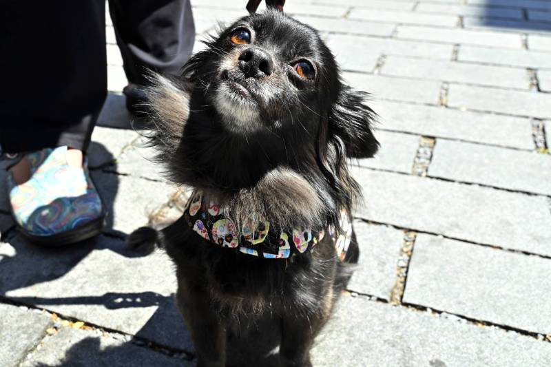A black long-haired Chihuahua tilts her head and looks up.