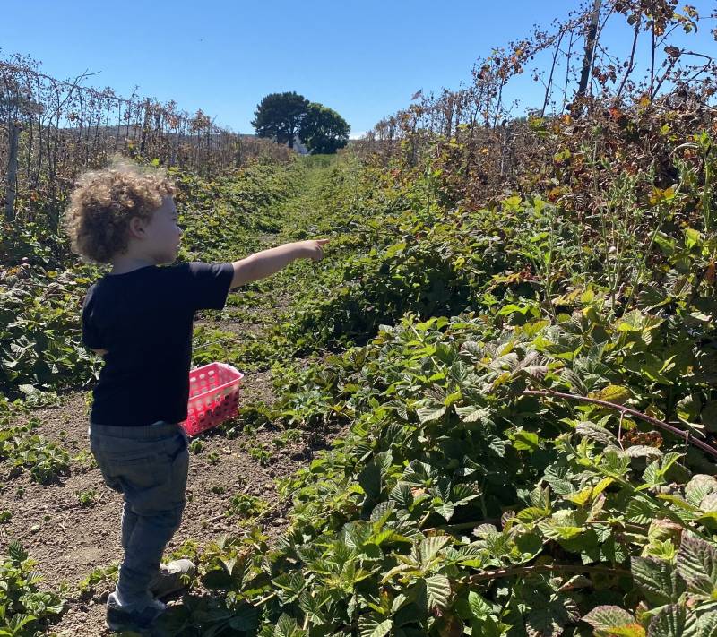 a small child with curly hair points at some berries on a vine against a blue sky while holding a plastic red basket
