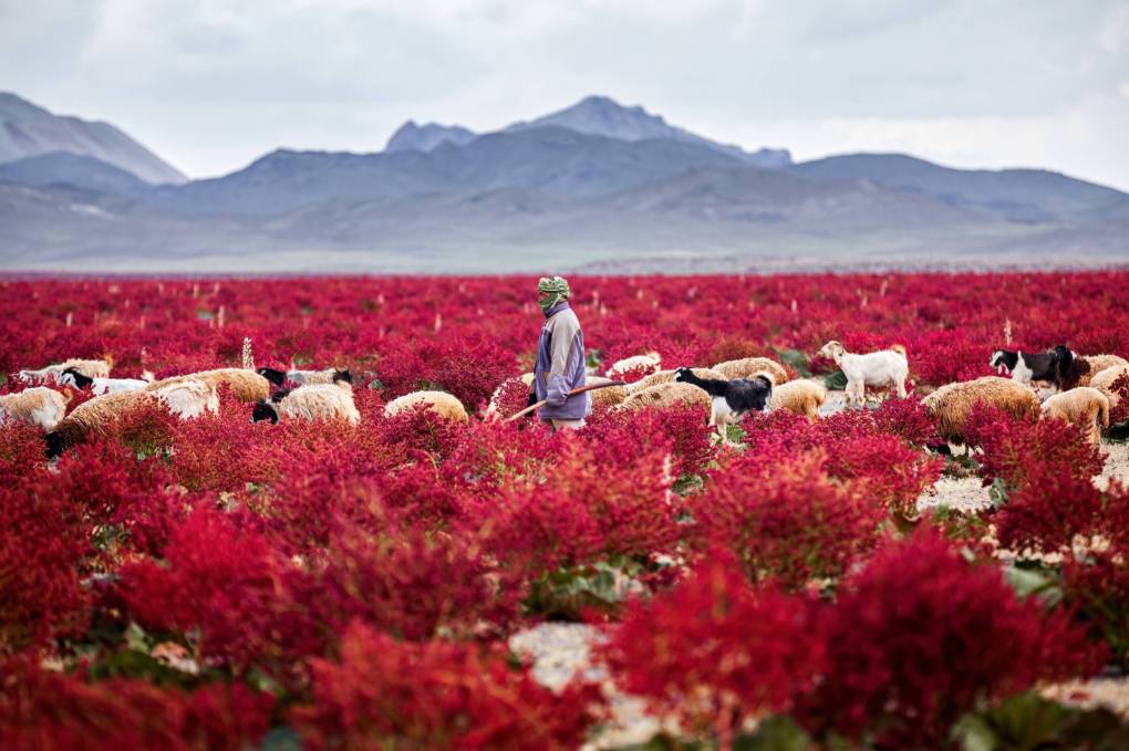 A field of red flowers with mountains in the distance. A goat herder with his flock walks through the field.