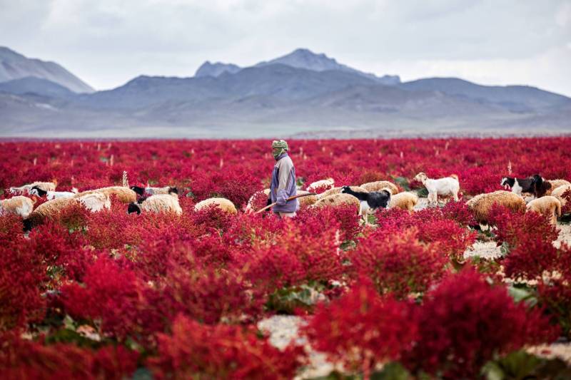 A field of red flowers with mountains in the distance. A goat herder with his flock walks through the field.