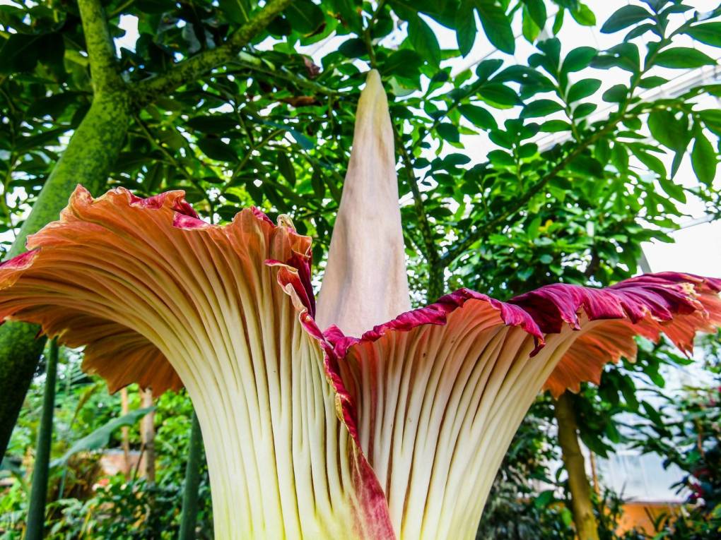 A close-up of a very large pink and yellow flower that resembles a huge cala lily.