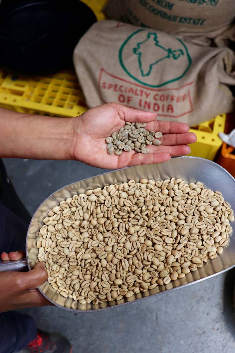 a woman scoops a handful of Indian coffee beans with her hands inside a roasting warehouse