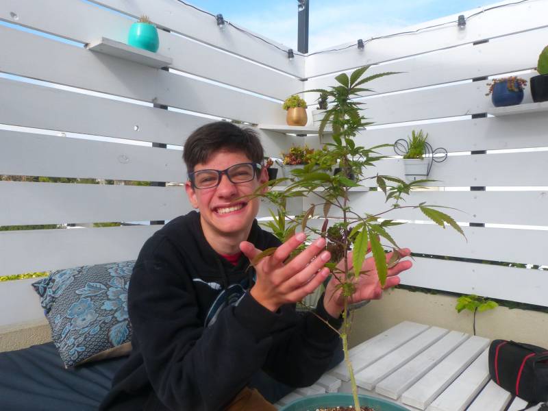 a teenager boy holds up a plant of cannabis
