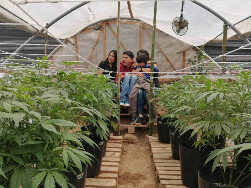 a Peruvian family grows cannabis plants in a small green house