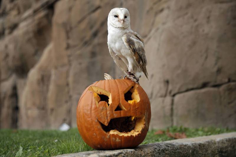 A white barn owl stands nobly on a carved pumpkin, a stone wall behind it.