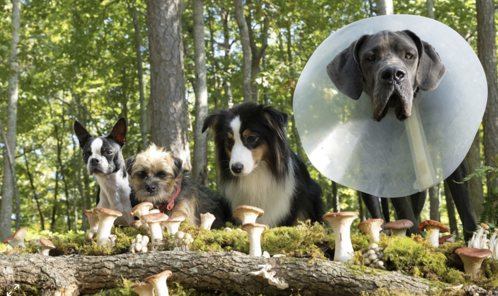 Four dogs line up in a forest, staring down at a cluster of wild mushrooms.