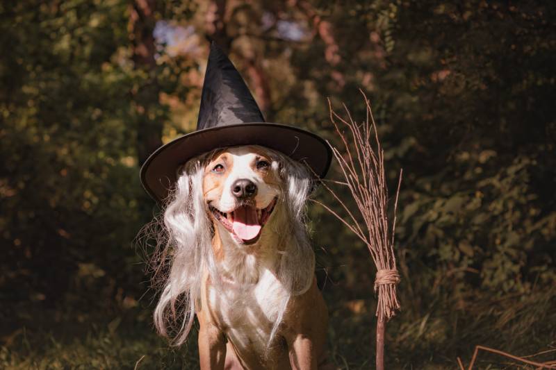 Portrait of cute Staffordshire terrier wearing a witch's hat. There is a broom next to the dog, standing upright.