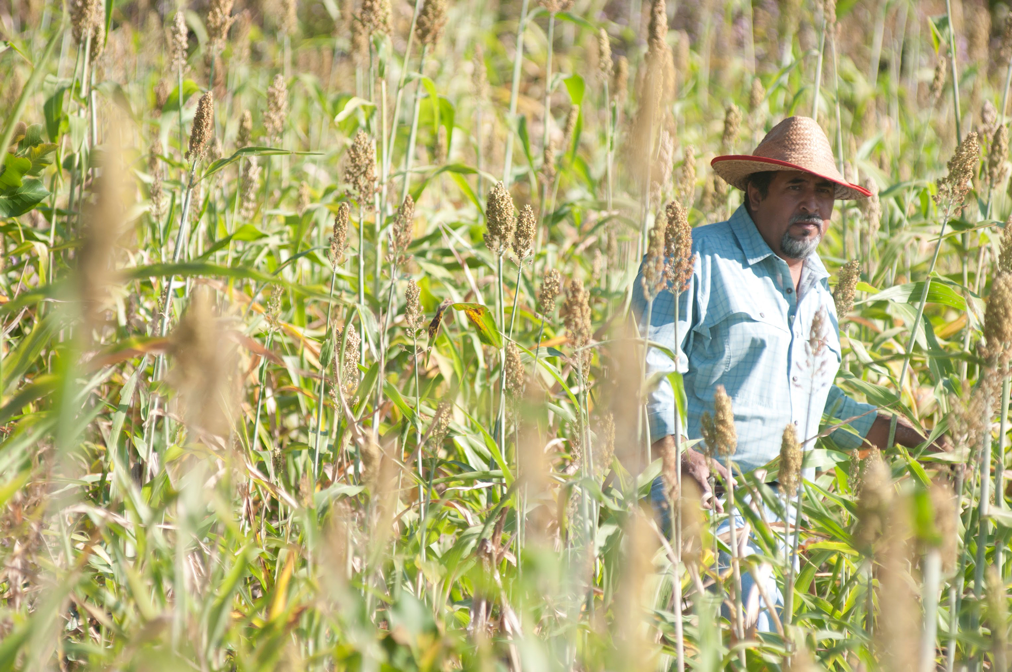 Man in cowboy hat and light blue shirt stands in a corn field