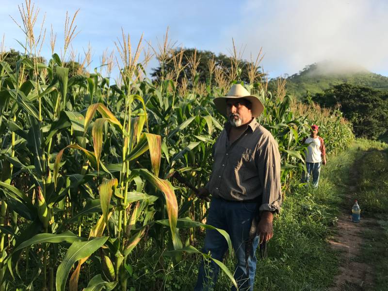 A man in a cowboy hat stands next to a field of corn, another man behind him