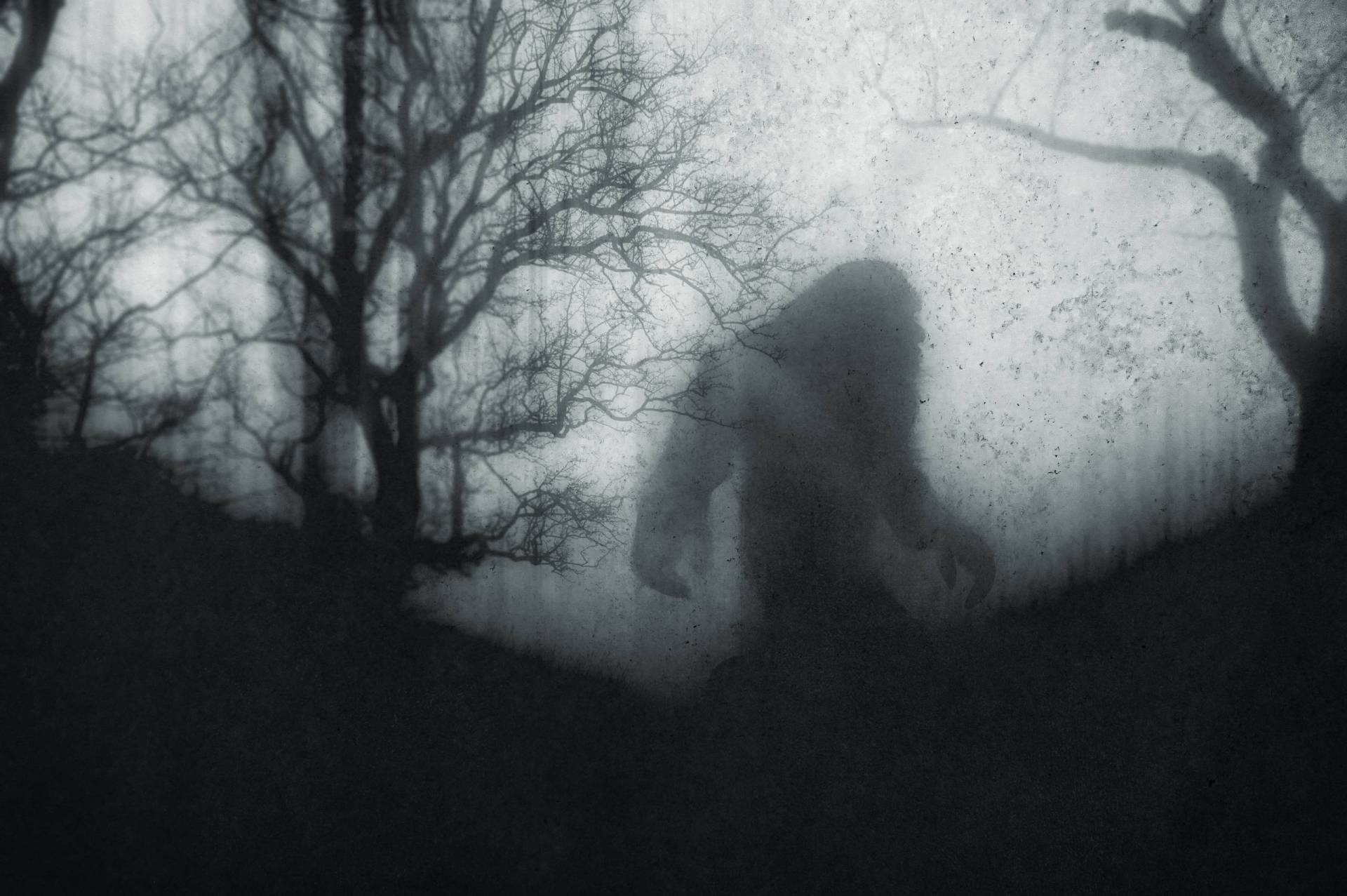 A mysterious bigfoot figure, walking through a foggy forest and silhouetted against trees.