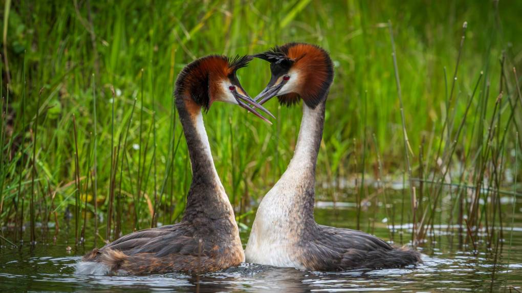 Two exotic birds with long necks float towards each other, partially submerged in water. Long green grass stretches up behind them.