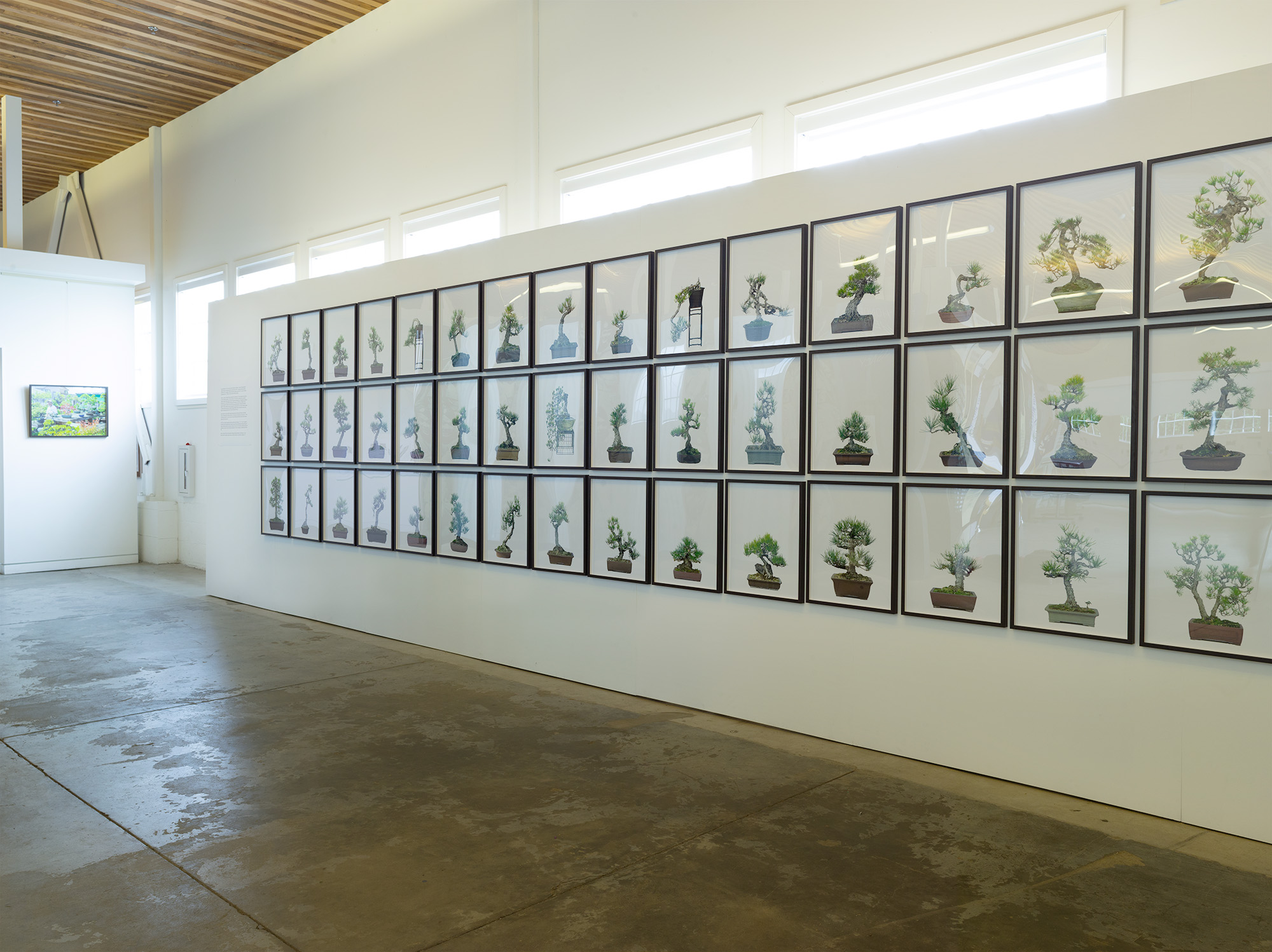 Three rows of framed photographs of bonsai on white wall