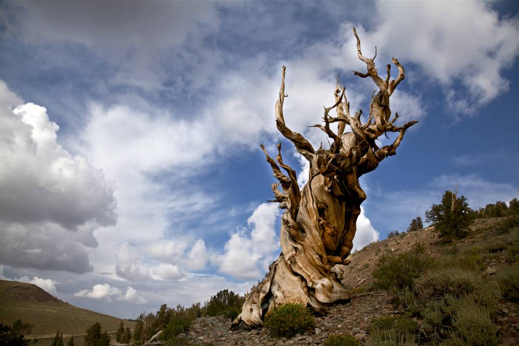 Ancient Bristlecone Pine Tree and Storm Clouds