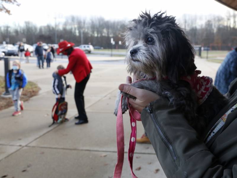 Trixie, a comfort dog, waits to greet students at the early elementary wing of the Paw Paw Elementary School.