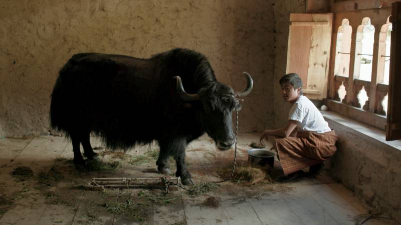 A yak inside a classroom in Bhutan.