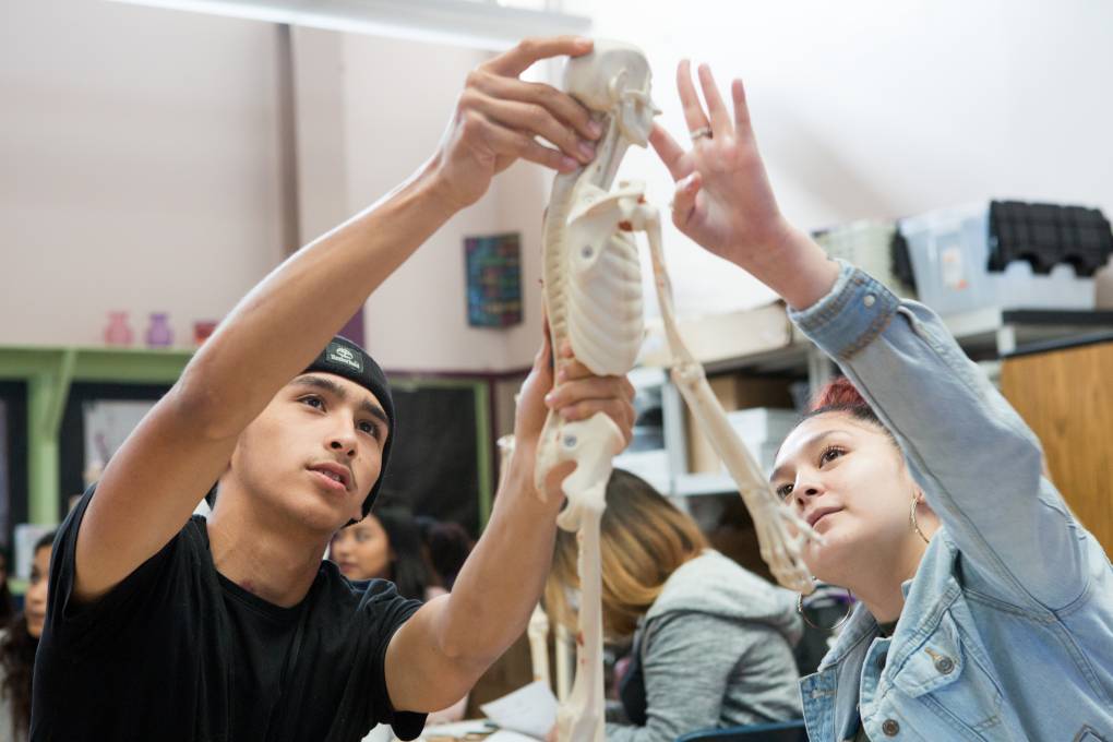 Students in Skyline High School’s Education and Community Health Pathway sculpt a clay model of the endocrine system.