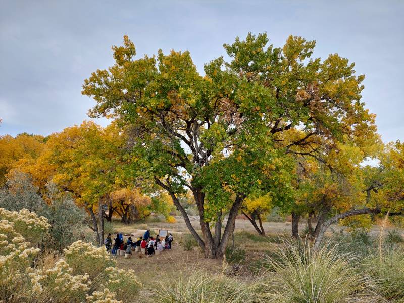 A group of chidlren under trees with green and yellow leaves and tall grasses in the foreground