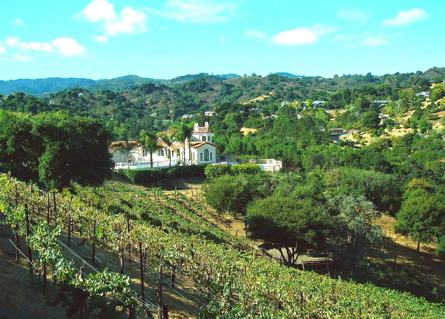 Home vineyards CK Vines