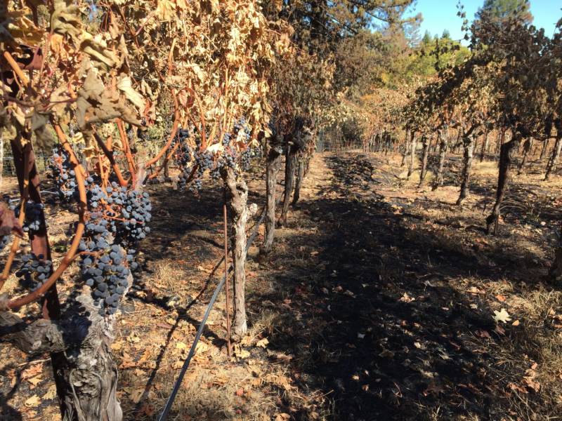 Forty percent of Segassia Vineyard's vines were damaged after wildfires raged through Napa Valley in 2017.