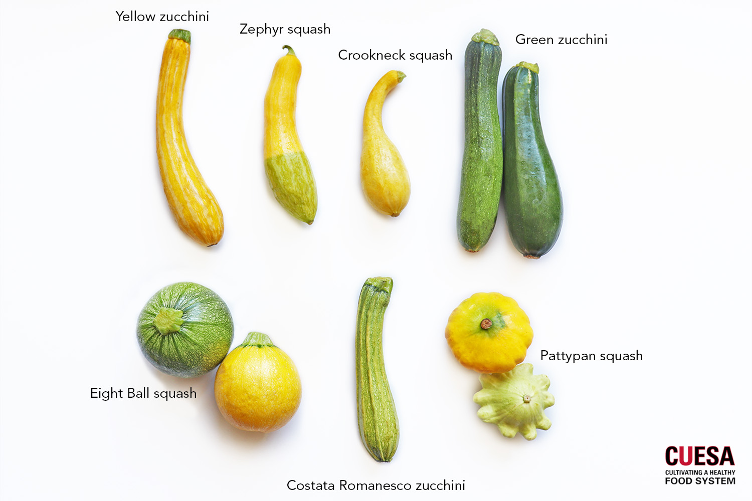 Image of Summer squash (zucchini) vegetable