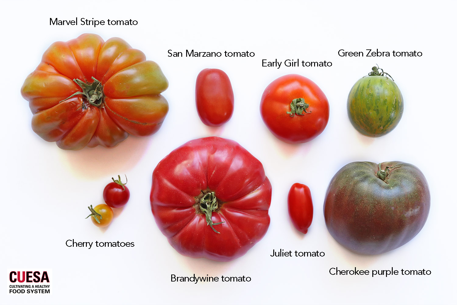 Grow the Best Red Heirloom/Op Tomatoes for Your Farmer's Market: Types and Tips