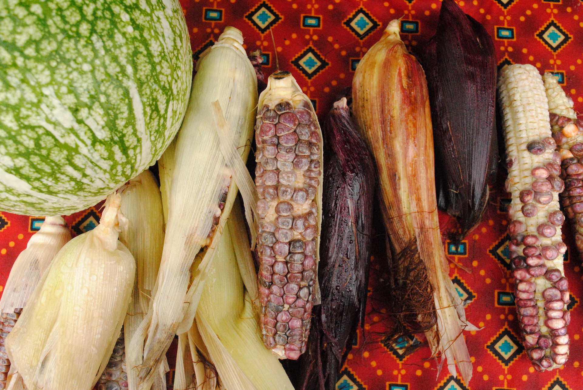 An array of corns in different colors