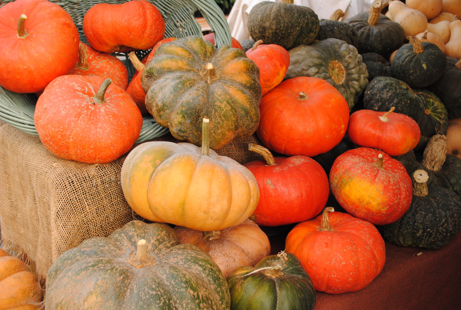 A colorful assortment of winter squash