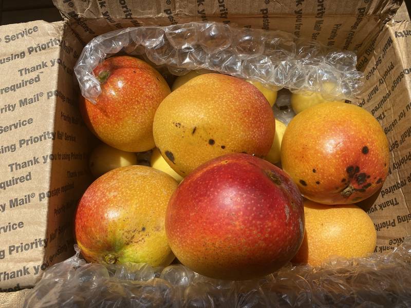 mangoes in a box