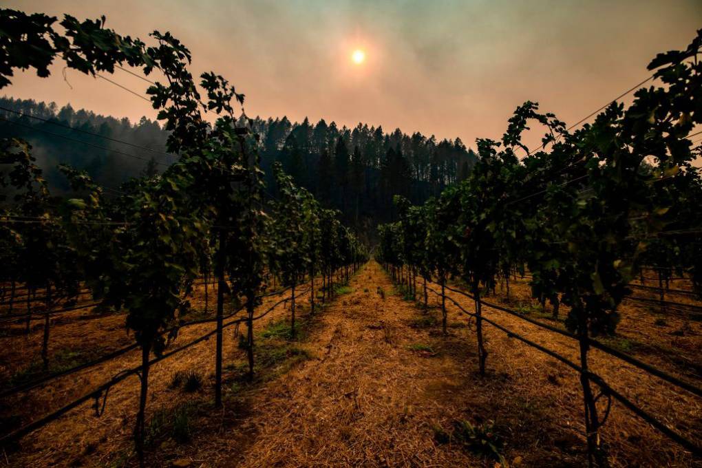 How Wine Country is Adapting to Climate Change - KQED