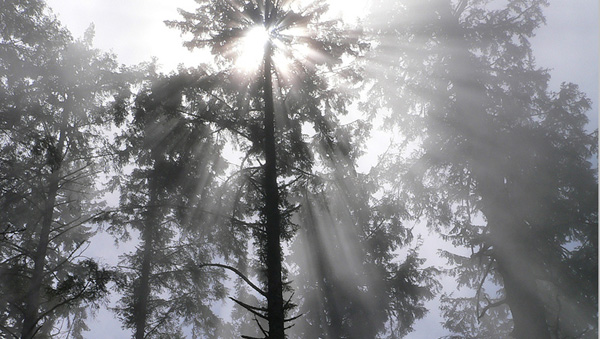 Sunlight filters through fog and redwood trees.
