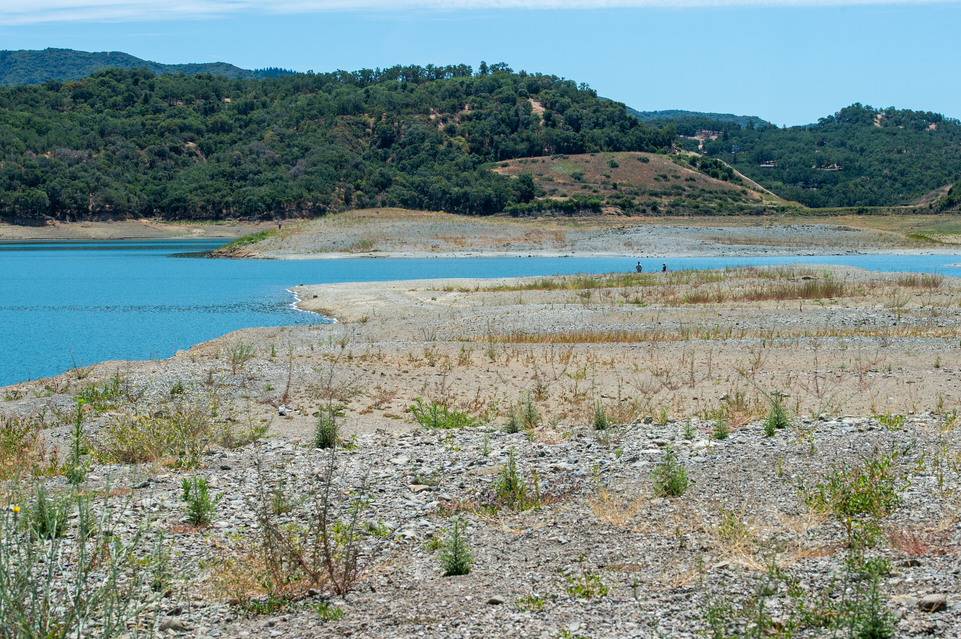 New vegetation grows on what was once the lake bed of Lake Mendocino on June 11, 2021.