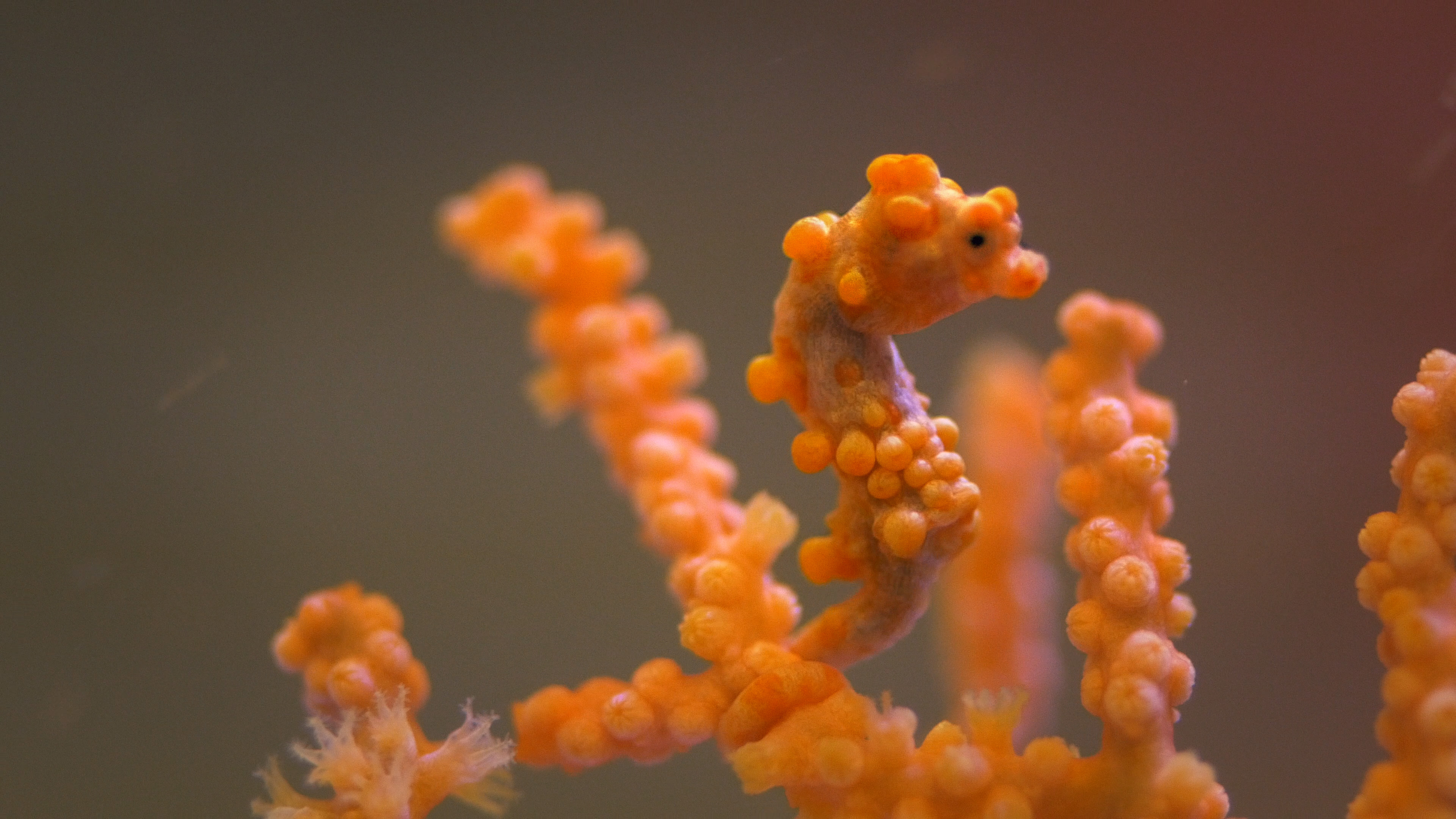 Pygmy Seahorses: Masters of Camouflage | KQED
