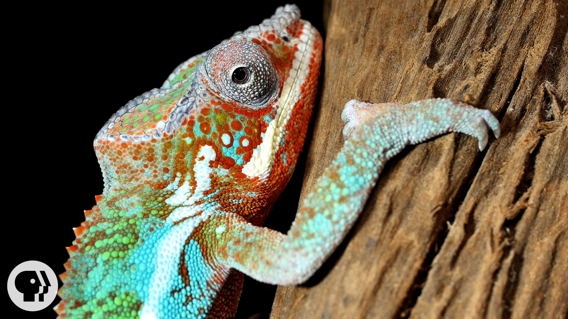 Nature's Mood Rings How Chameleons Really Change Color   KQED