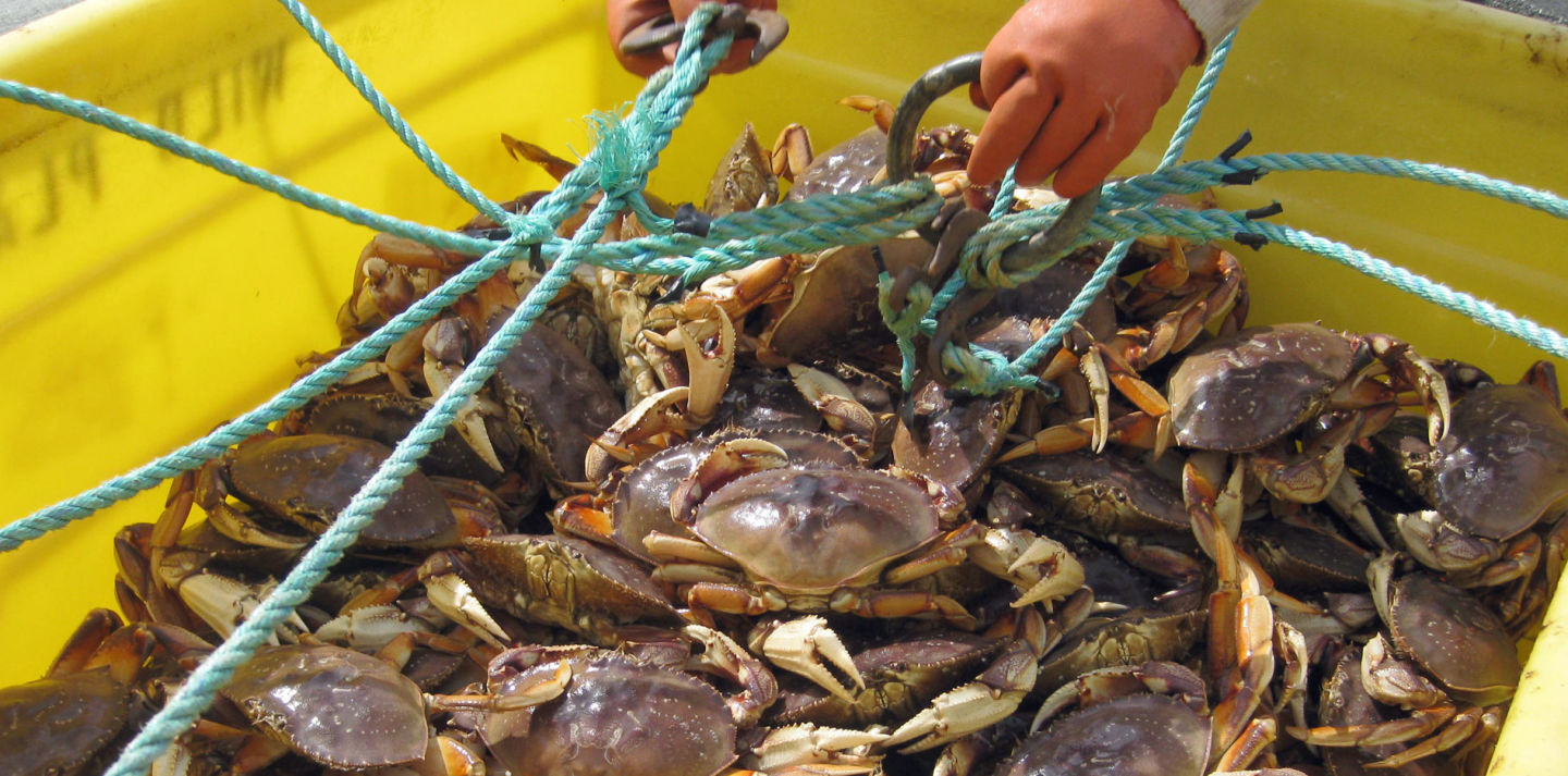 Officials are expected to delay the commercial Dungeness crab season in California. CA Department of Fish and Wildlife.